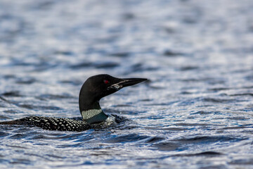 Common Loon, Gavia immer, closeup in beautiful crystal clear Lake Millinocket, Maine, in early fall