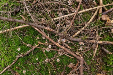 Little Mushrooms from above in a thicket of wood and moss.