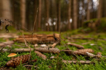 Idyllic forest from a lower view with a mushroom and a pinecone in the foreground.