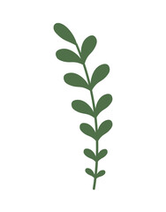 Leaf on white background. Vector illustration	