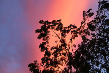 sunset and tree