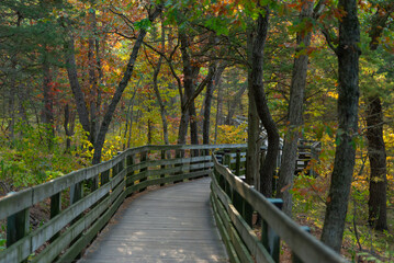 Wooden walkway through the park.