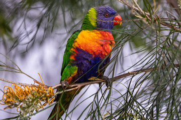 Rainbow parrot feeds on honey grevillea  flowers