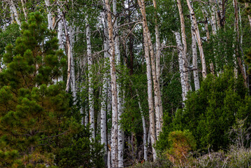 Birch Forest