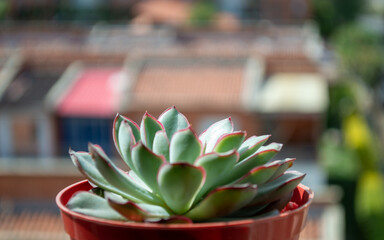 Plant Succulent