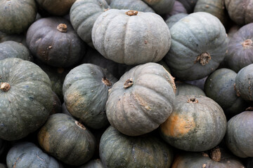 Gray mini pumpkins. Harvest and thanksgiving concept. Top view, flat lay