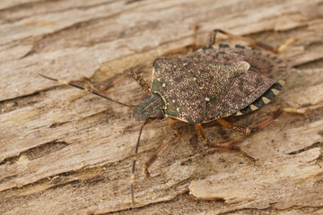 Closeup on the invasive brown marmorated stink bug, Halyomorpha halys, an agriculural pest