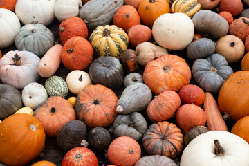 Colorful varieties of pumpkins and squash. Harvest concept. Top view, flat lay