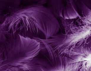 Beautiful abstract purple feathers on black background, black feather texture on dark pattern and purple background, colorful feather wallpaper, love theme, valentines day