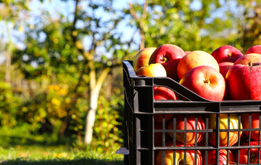 Fresh, red, tasty apples in a plastic box on green grass. Autumn harvest harvest background....