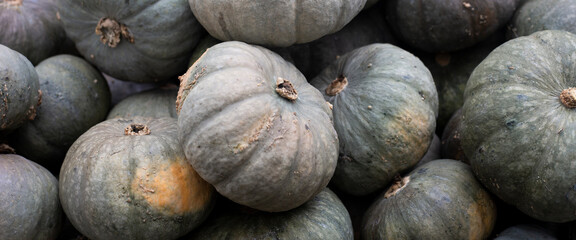 Gray mini pumpkins. Harvest and thanksgiving concept. Top view, flat lay. Banner