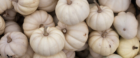 Lots of decorative white mini pumpkins at the outdoor farmers market. Top view, flat lay. Banner