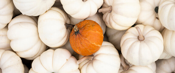 Lots of decorative white mini pumpkins and one orange one. Top view, flat lay. Banner