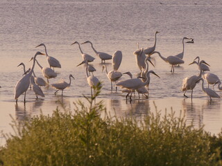 A flock of great and small egrets fish in shallow water. Tuzlovsky estuaries on the Black Sea coast (Ukraine).