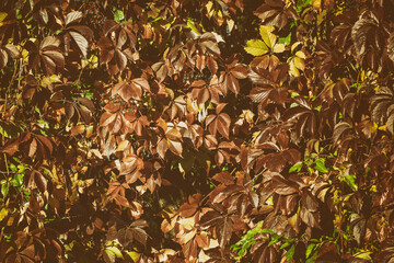 Ampelopsis Parthenocissus Planch. Vitis, quinquefolia creeper vine. Background of green leaves...