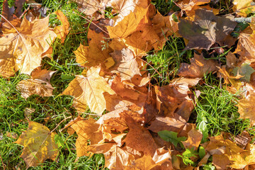 Autumn landscape. Autumn fallen leaves on the grass.