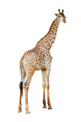 Young beautiful close up giraffe Africa animal isolate die cut stand on transparent background