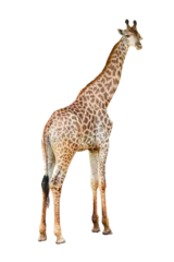 Fototapeten Young beautiful close up giraffe Africa animal isolate die cut stand on transparent background © Sync