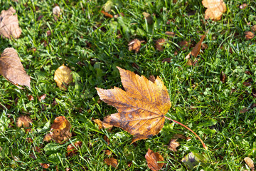 Autumn landscape. Autumn fallen leaves on the grass.