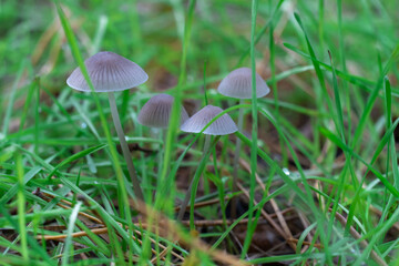 Group wild inedible mushroom mycena vulgaris growing on forest floor. Toadstool vulgar bonnet small mushrooms on thin leg and grey cap. Fungus in autumn time. Mycena poisoning.