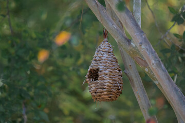 bird nest hanging from a branch