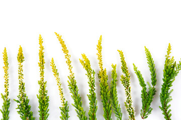 Blooming colorful heather flowers (calluna vulgaris L.) isolated on white background.