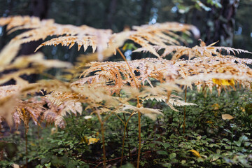 light orange ferns