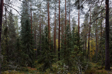 Fototapeta premium forest in autumn