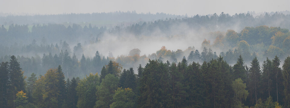 Fototapeta Amazing mystical rising fog forest autumnal trees and firs landscape in black forest ( Schwarzwald ) Germany panorama banner - Dark autumn mood