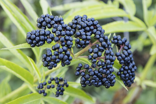 Baies de Sambucus ebulus