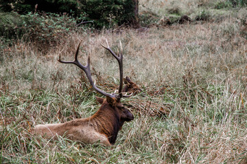 Elk with his big branched antlers laying in the field by the road in Oregon