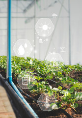 Smart Farming, the new innovation of farming, cultivating, growing vegetables.