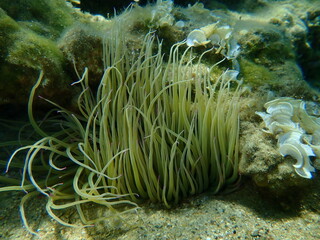 Naklejka na ściany i meble Snakelocks anemone or opelet anemone (Anemonia viridis) undersea, Aegean Sea, Greece, Halkidiki