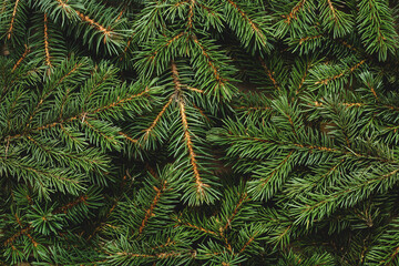 Christmas tree, branches. Christmas, New Year. Wallpaper. Flat lay, top view