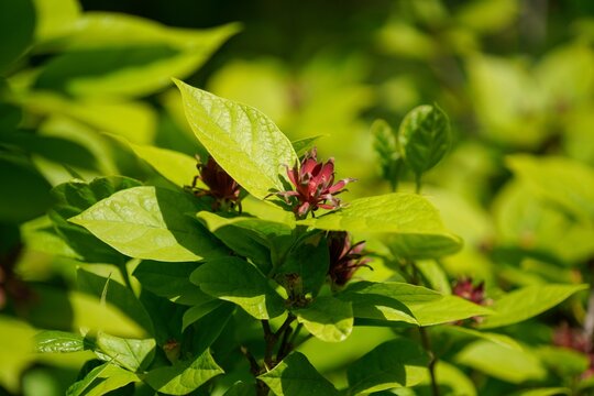 Closeup of Calycanthus floridus, commonly known as the eastern sweetshrub, Carolina all spice.