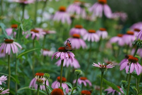 Closeup of a European peacock butterfly on purple coneflowers.