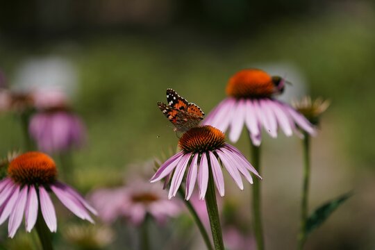 Closeup of a painted lady butterfly on purple coneflowers.