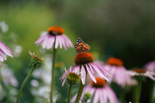 Closeup of a painted lady butterfly on purple coneflowers.