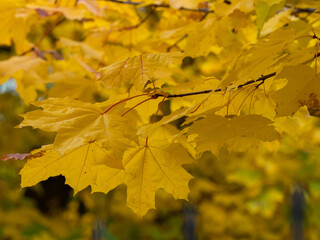 Yellow maple leaves in autumn, golden autumn