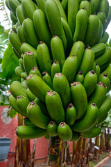 Bananenbäume mit Früchten und Blüten in einer Plantage. Bananenplantage auf Teneriffa. Bananenstauden mit grünen Früchten, Blättern und der Blüte.