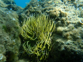 Fototapeta na wymiar Snakelocks anemone or opelet anemone (Anemonia viridis) undersea, Aegean Sea, Greece, Halkidiki