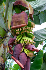 Bananenbäume mit Früchten und Blüten in einer Plantage. Bananenplantage auf Teneriffa....