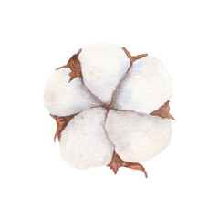 Cotton boll watercolor illustration isolated on white background.