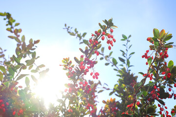 Red barberry on branches with sunlight on blue sky background, natural soft defocused background