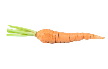 Baby carrot