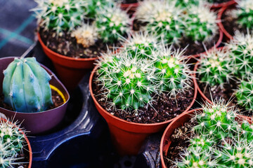 Cacti in pots. Cultivation and trade of exotic plants. Close-up