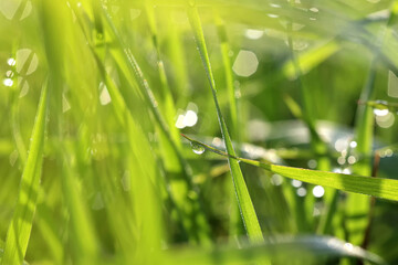 Krople porannej rosy na źdźbłach trawy. 
