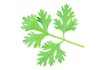 Coriander