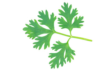 Coriander