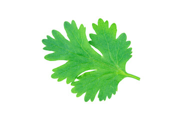 Coriander